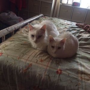 Meet your Posher, Cole